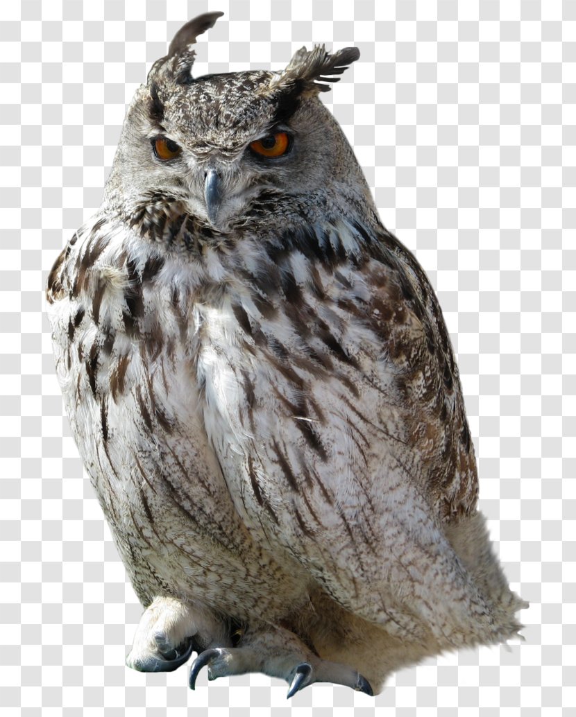 Great Horned Owl Clip Art - Image Resolution Transparent PNG