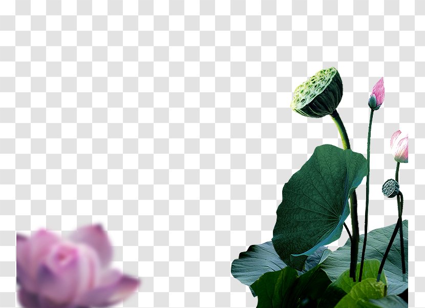 Flora Bud Plant Stem Close-up Wallpaper - Rose Order - Lotus Leaf Transparent PNG