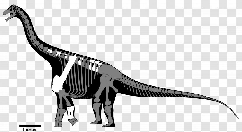 Yongjinglong Opisthocoelicaudia Nemegtosaurus Dinosaur Saltasaurus - Osteology - Reconstruction Transparent PNG