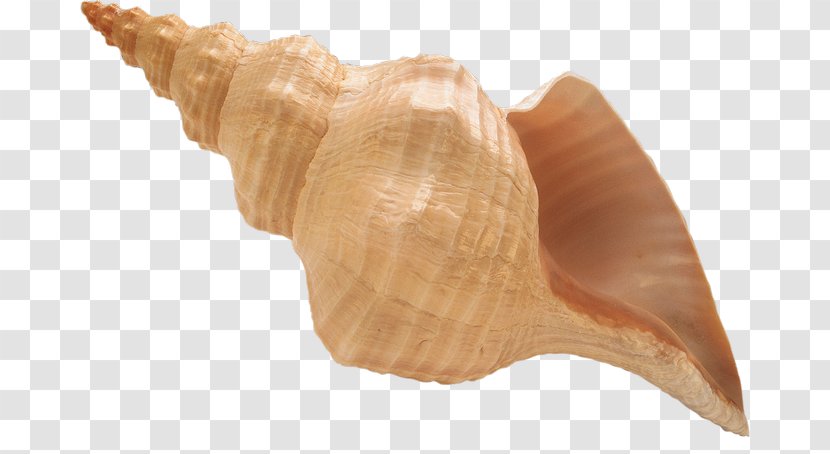 Pont-l'Abbé Getty Images Conch Photography - Stock Transparent PNG