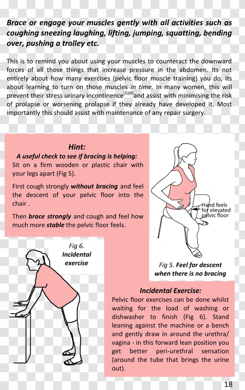 Pelvic Floor Essentials Pelvis Muscle Anatomy - Frame - Exquisite Bamboo Baskets Transparent PNG