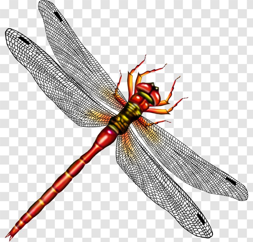 Insect Dragonfly Clip Art Image - Wing - Dragonflies Transparent PNG