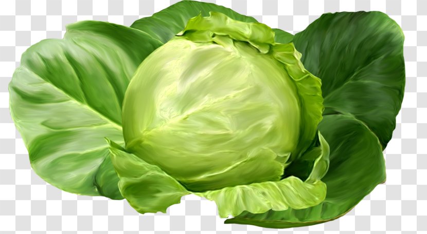 Brussels Sprout Shchi Collard Greens Cabbage Romaine Lettuce - Food Transparent PNG