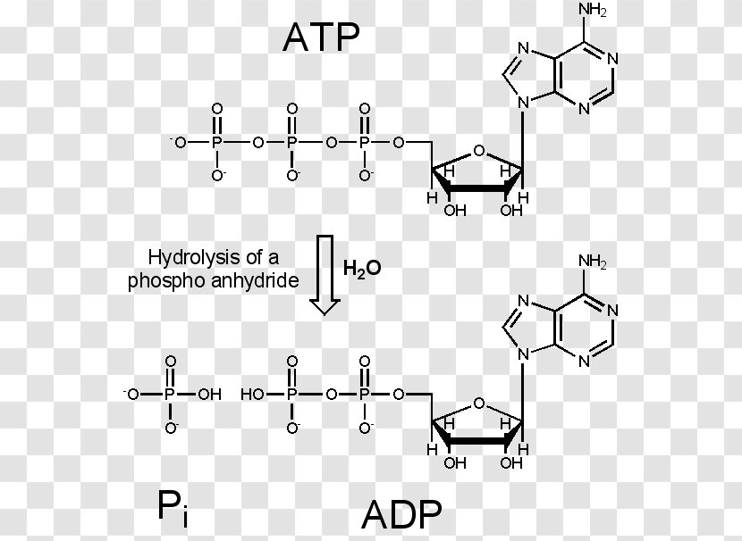 Deoxyribonucleoside Aristolochic Acid Adduct Cytochrome P450 DNA - Monochrome - Figures Transparent PNG