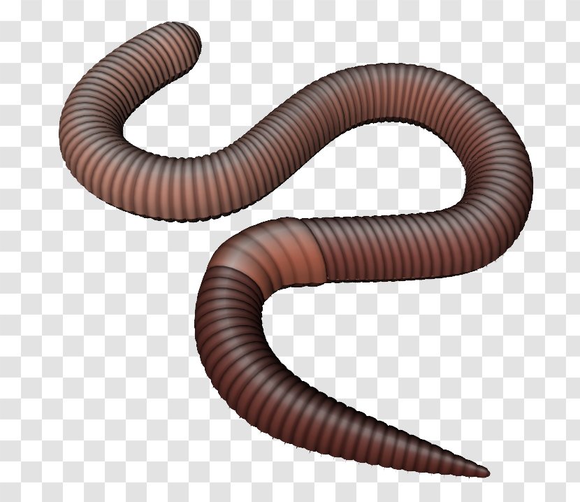 Earthworm Clip Art - Worm - Observe Clipart Transparent PNG