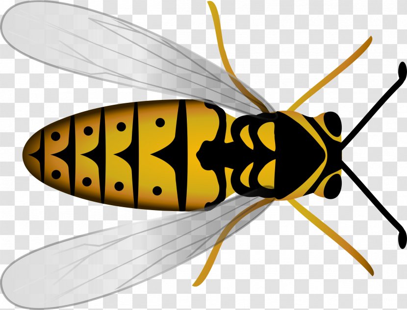 Honey Bee Hornet Beehive Clip Art - Wing - Bees Transparent PNG