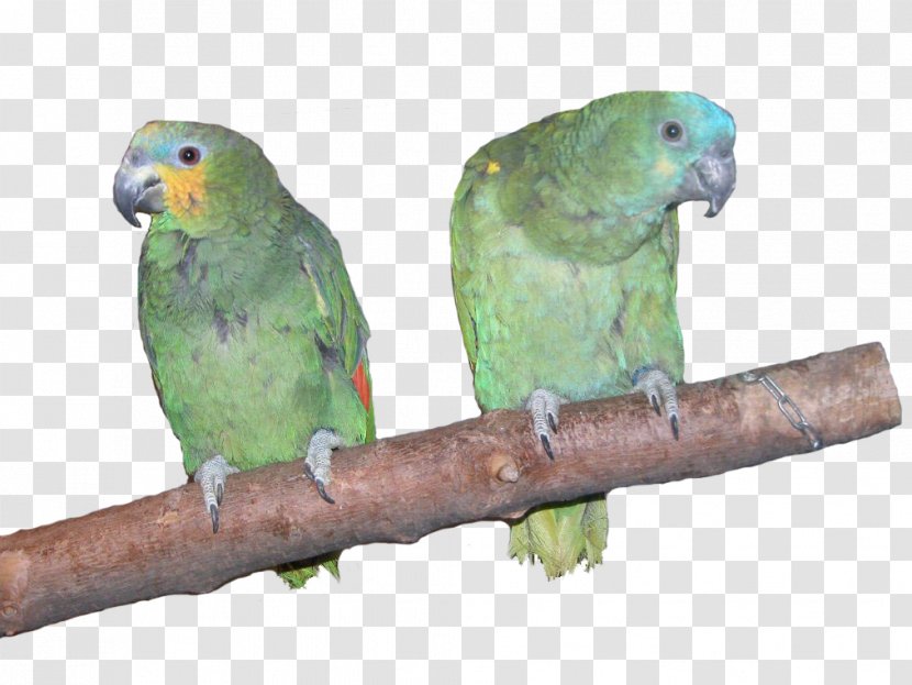 Amazon Parrot Lovebird Parakeet - Beak - Macaw Transparent PNG