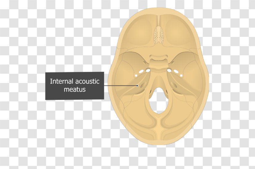 Petrous Part Of The Temporal Bone Internal Auditory Meatus - Anatomy - Skull Transparent PNG