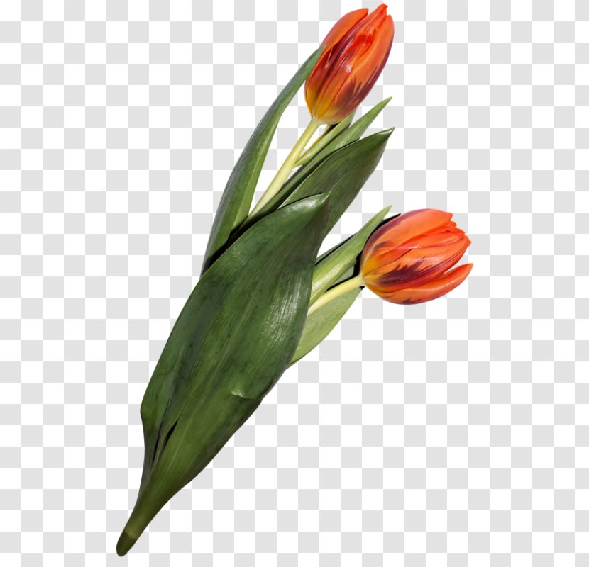 Tulip Mania Flower Lilies Plants - Wildflower Transparent PNG