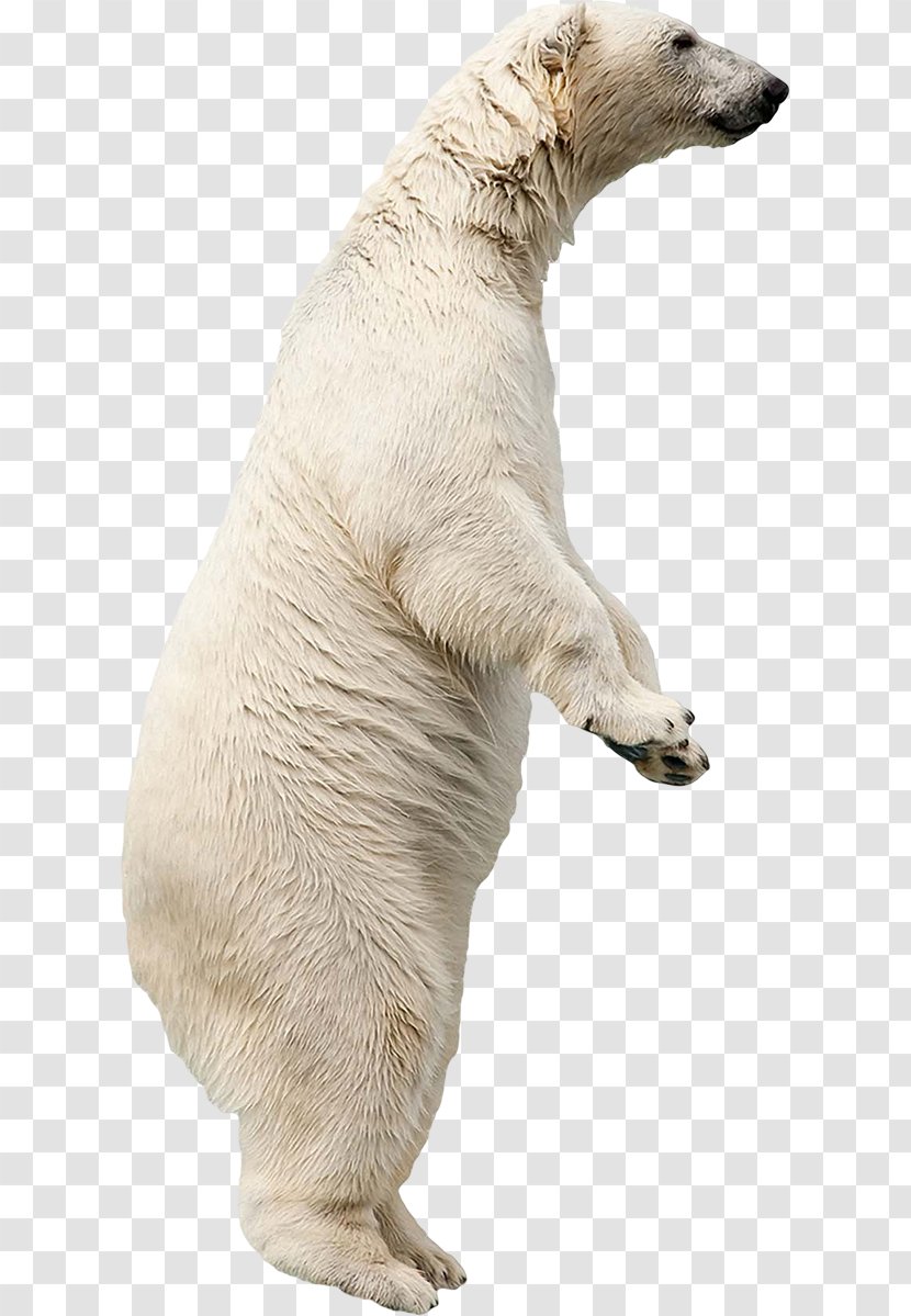 Polar Bear Dog Breed Fond Blanc - Carnivoran Transparent PNG
