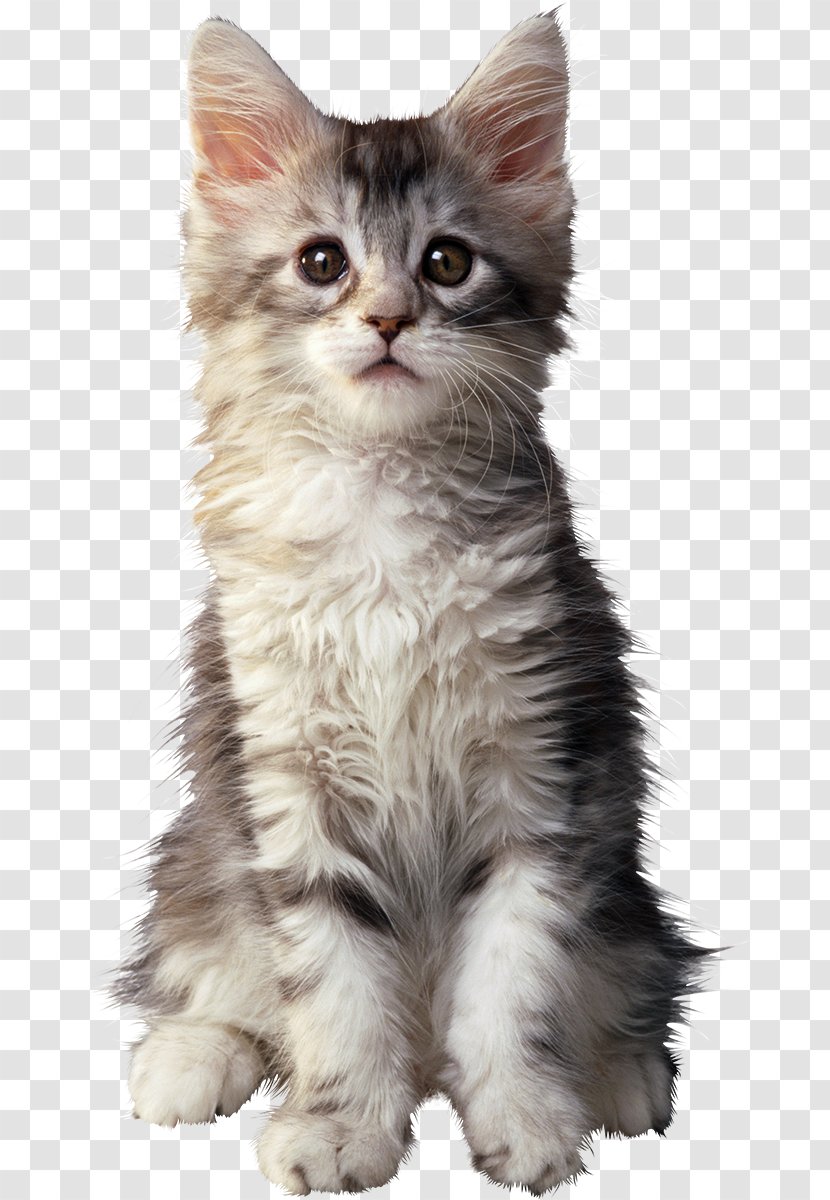 Maine Coon British Shorthair Golden Retriever Kitten Puppy - Cats Transparent PNG