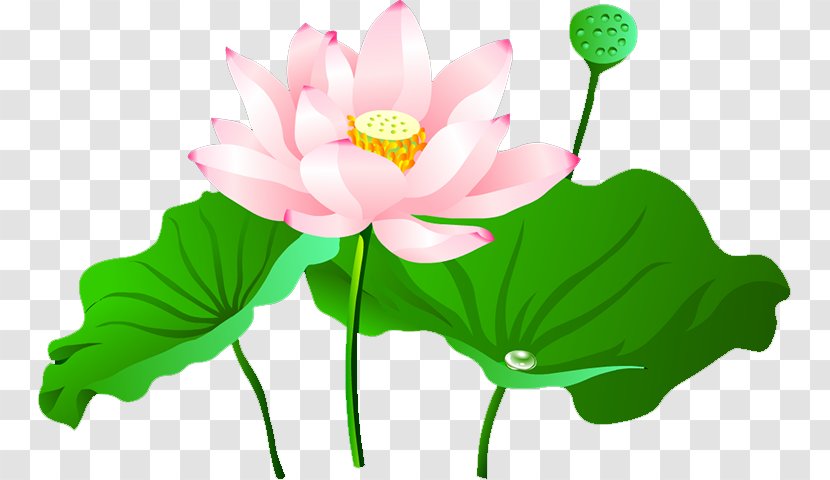 Nelumbo Nucifera Lotus Pond Transparent PNG