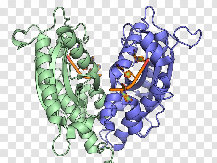 Ribonuclease T1 Ribosomal RNA Transfer - Watercolor - Cartoon Transparent PNG