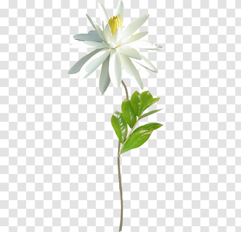 Clip Art - Daisy - Plant Stem Transparent PNG