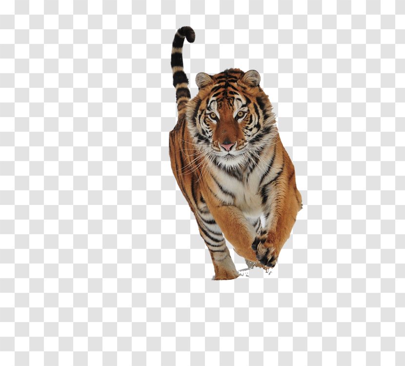 Bhumihar Parashurama Cat Brahmin Tiger - Big - Siberian Transparent PNG
