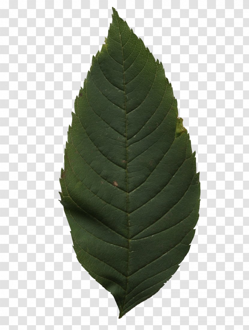 Leaf Tree - Pattern Transparent PNG