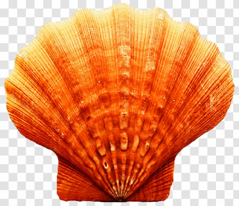 Cockle Clam Seashell Scallop Oyster - Murex Transparent PNG