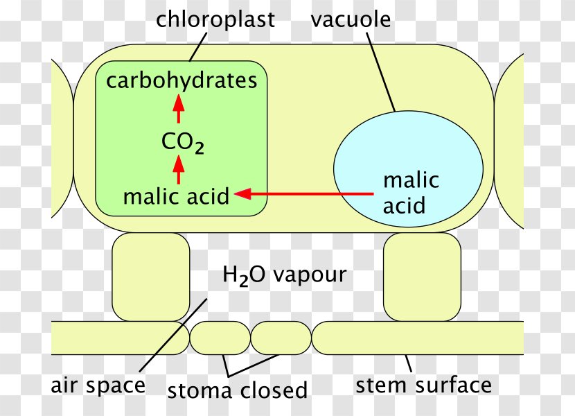 Stoma Cactaceae Plant Malic Acid Point - Genus - Oklahoma Day Transparent PNG