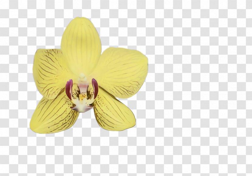 Flower Petal Yellow Violet Plant - Cattleya Dendrobium Transparent PNG