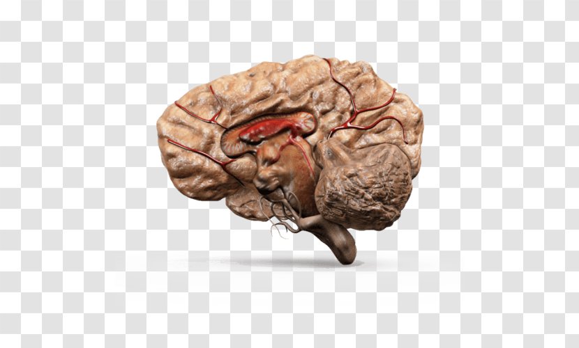 Organism Neurology - Watercolor - Brain Model Transparent PNG