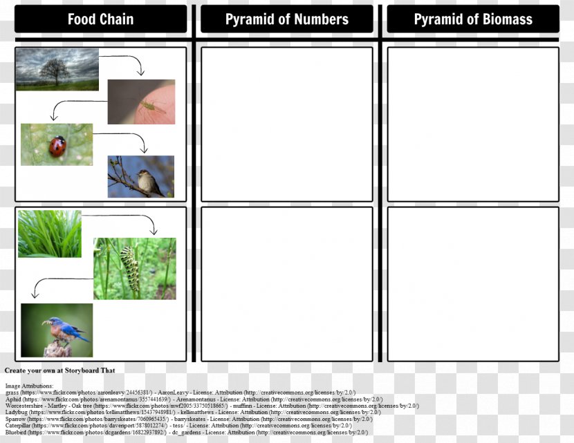 Pyramid Food Chain Résumé Web Transparent PNG