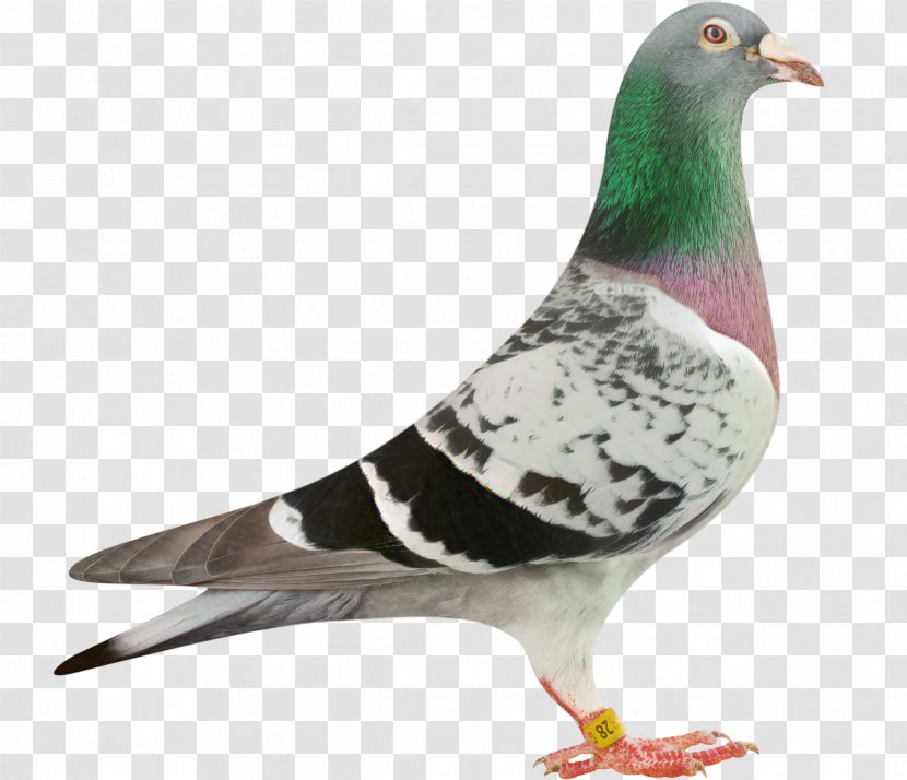 Pigeons And Doves Homing Pigeon Racing Bird Sport - Beak - Rock Dove Transparent PNG
