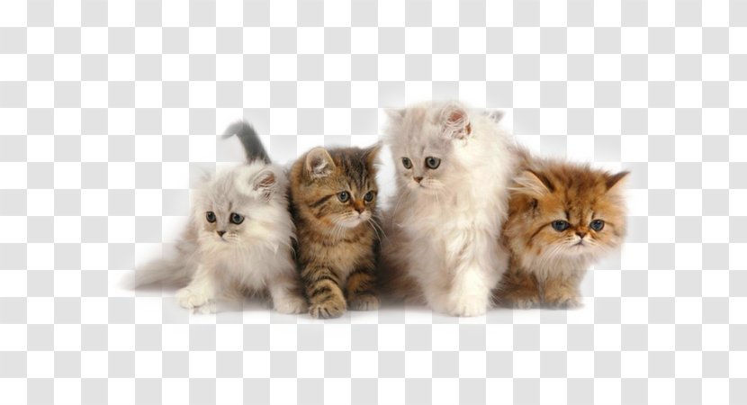 Persian Cat Himalayan Kitten Siamese Ragdoll - Breed Transparent PNG