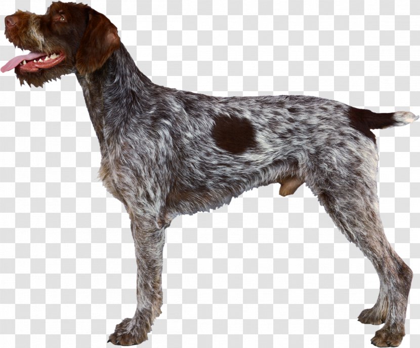 German Wirehaired Pointer Pointing Griffon Spinone Italiano Shorthaired - Breed - Race Transparent PNG