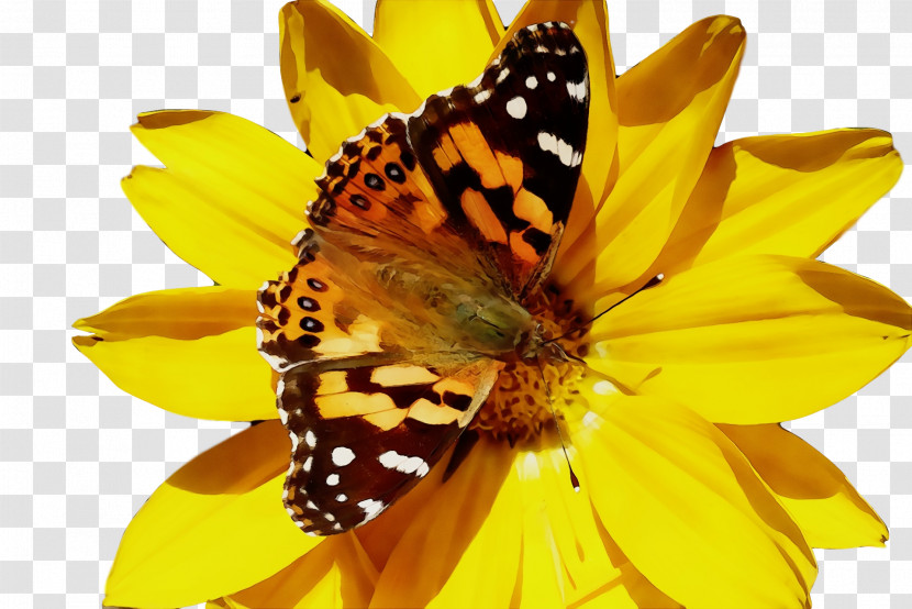 Monarch Butterfly Transparent PNG