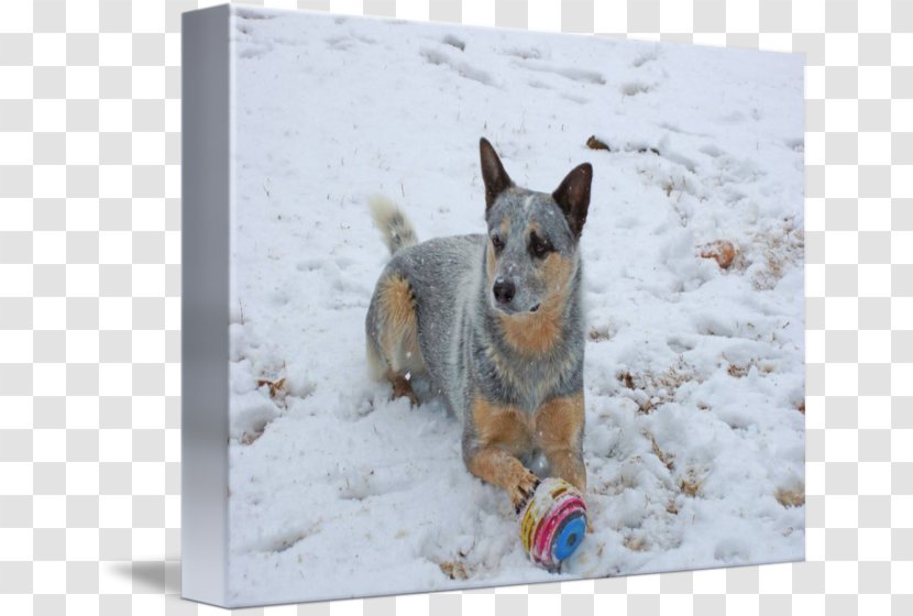 Australian Cattle Dog Stumpy Tail Breed Imagekind - Heeler Transparent PNG