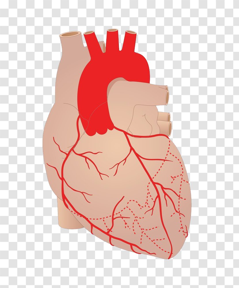 Heart Artery Coronary Arteries Cardiovascular Disease Blood Vessel - Tree Transparent PNG