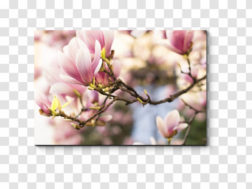 Chinese Magnolia Acuminata Tree Family Southern - Spring Transparent PNG