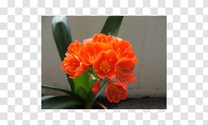 Bush Lily Orange Succulent Plant Houseplant Transparent PNG