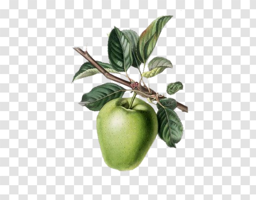 Apple Fruit Tree Painting Rootstock Berry - Pear - Painted Green Apples With Sticks, Leaves Transparent PNG