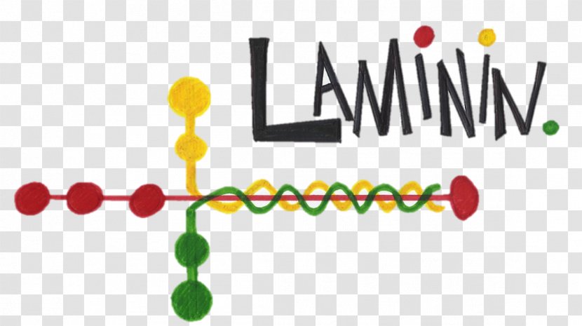 Laminin 111 Integrin Basement Membrane Laminin, Gamma 1 - Heart - Watercolor Transparent PNG