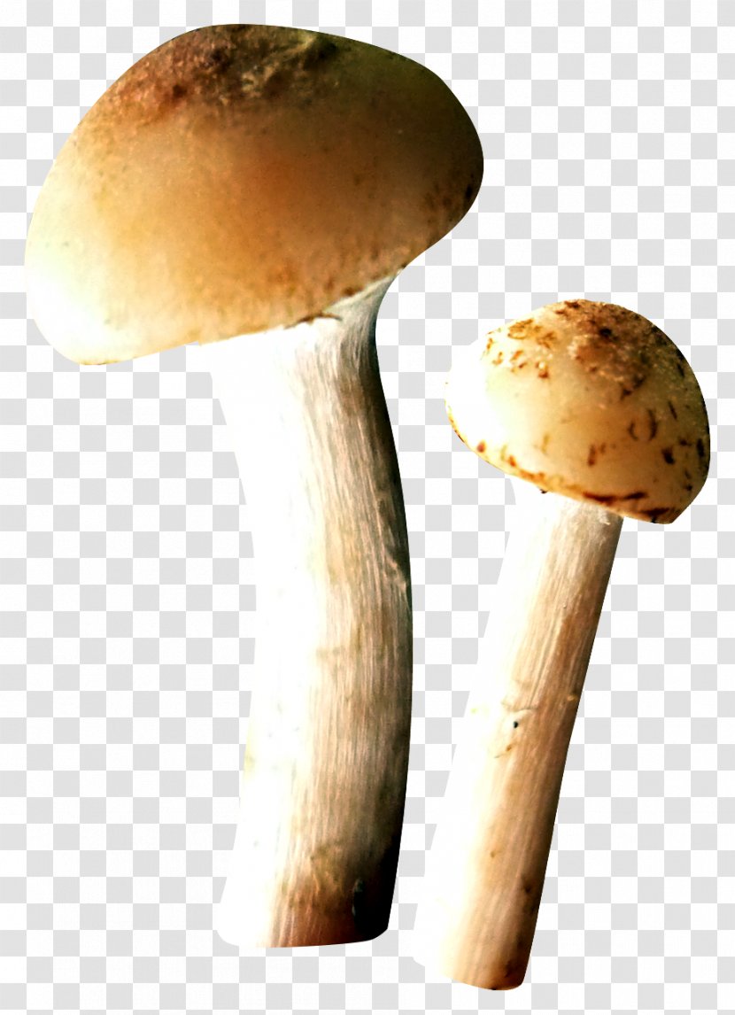 Edible Mushroom Fungus Transparent PNG