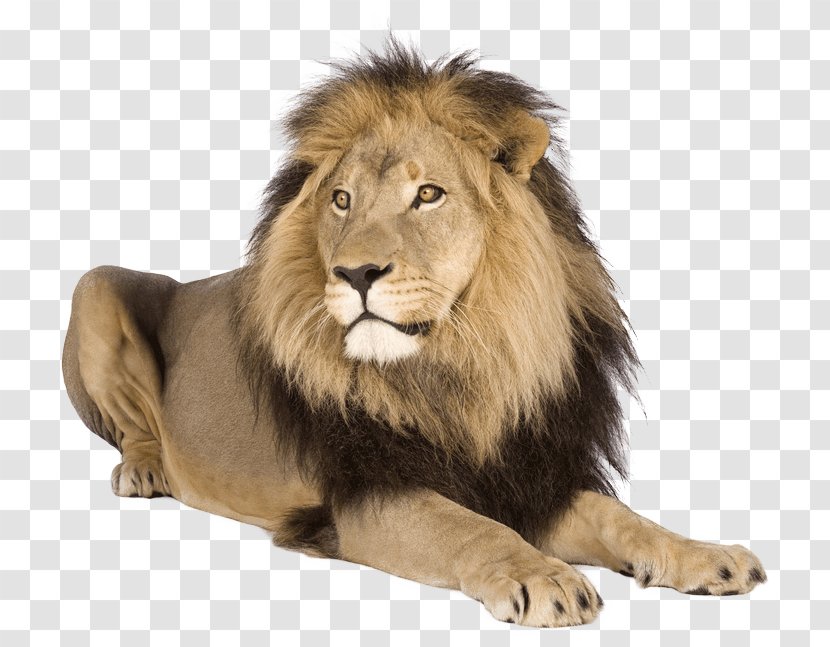 Lion Tiger Cat - Carnivoran Transparent PNG