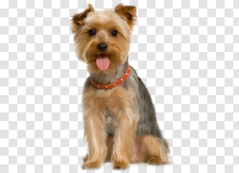 Pet Sitting Dog Grooming Cat - Food - Dogs Transparent PNG