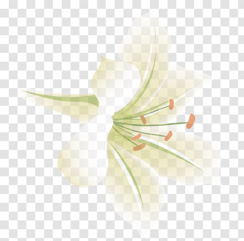 Lilium Flower Aesthetics - Plant Stem - Aesthetic Exquisite Lily Transparent PNG