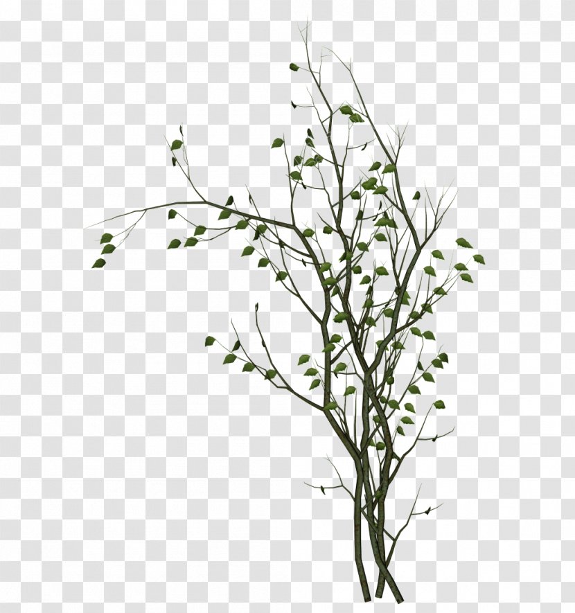 Clip Art Branch Tree Image Transparent PNG