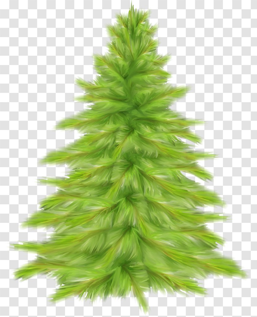 Ded Moroz Christmas Tree Fir - Plant - Fir-tree Transparent PNG