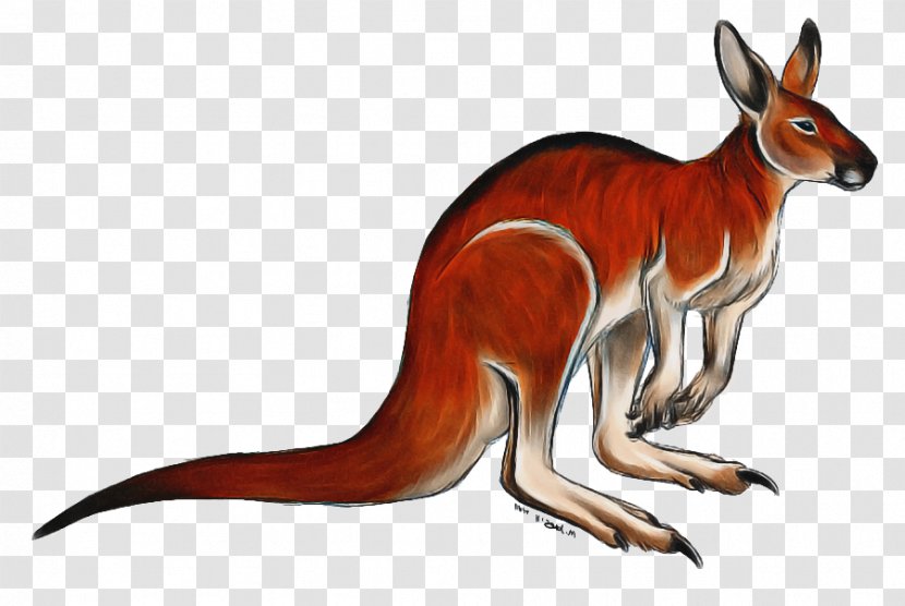 Red Fox Kangaroo Macropods Dog Tail - Wallaby - Animal Figure Transparent PNG