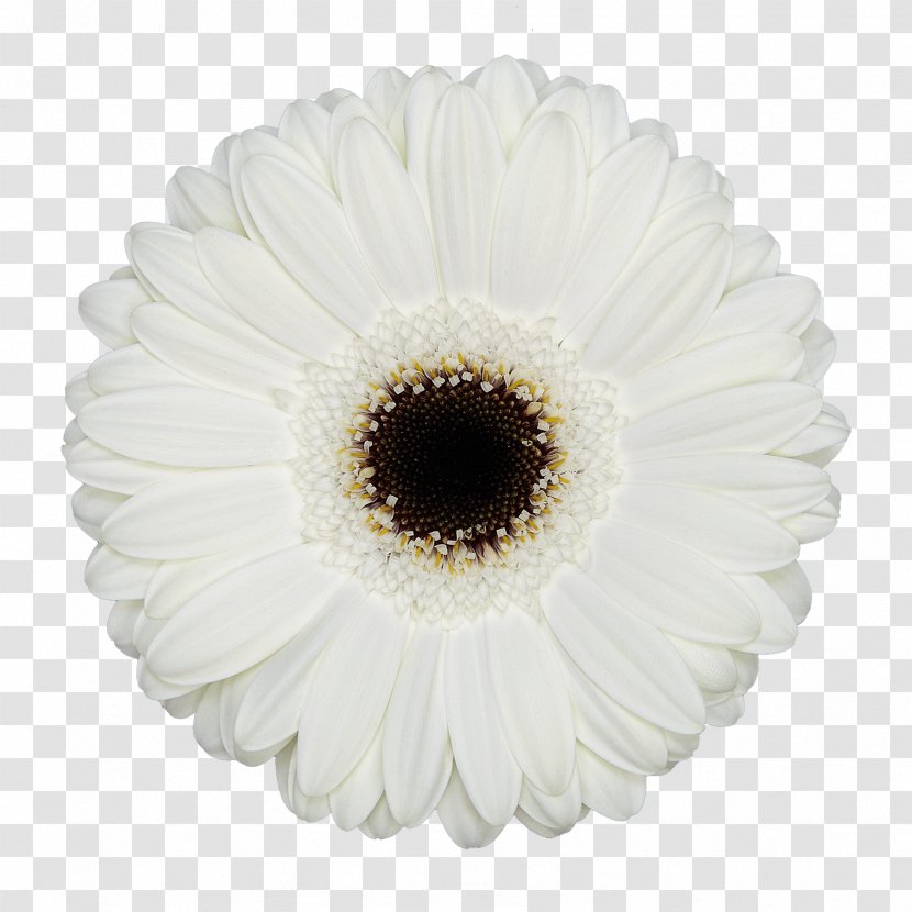 Transvaal Daisy Cut Flowers Junkspace: Repenser Radicalement L'espace Urbain Floristry - Flower Transparent PNG