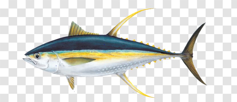 Yellowfin Tuna Poke Albacore Fishing - Skipjack - Ahi Pic Transparent PNG