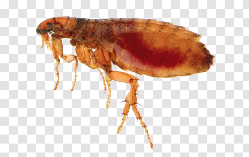 Insect Flea Treatments Pest Control - Fly Transparent PNG