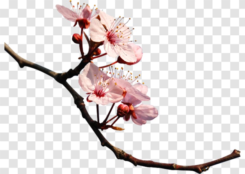 Cherry Blossom Photography Clip Art - Bud Transparent PNG