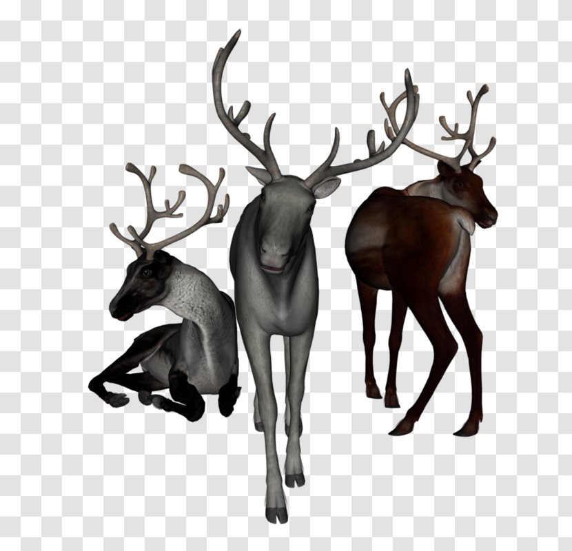 Reindeer White-tailed Deer Elk Moose - Animal Transparent PNG
