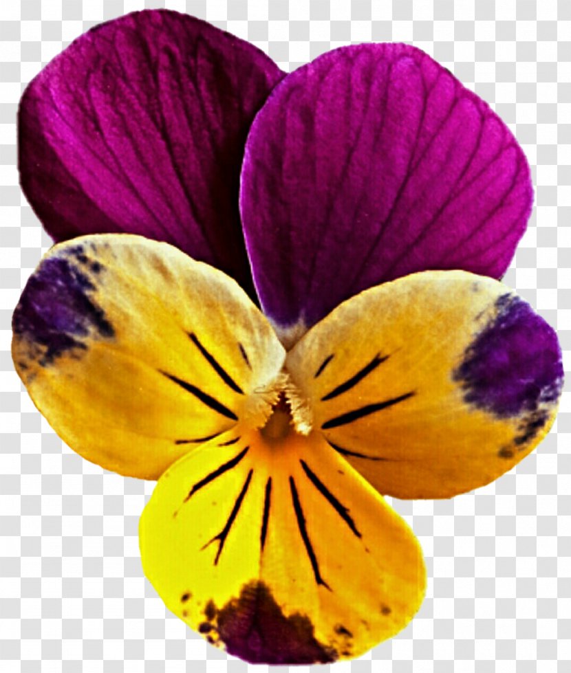 Pansy Flower Mauve Viola Pedunculata Clip Art - Yellow Transparent PNG