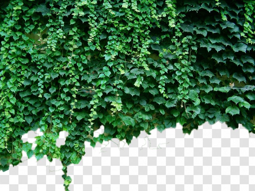 Parthenocissus Tricuspidata Virginia Creeper Green Plant Vine - Vitaceae - Wall Tiger Transparent PNG