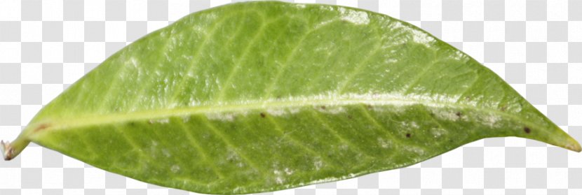 Leaf - Plant - GROWING Transparent PNG